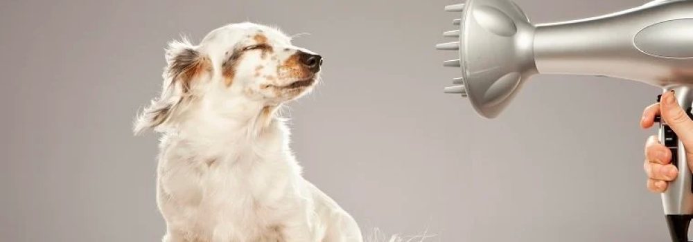 Dog Blow Dryer – Top 2 Aspects You Should Know!