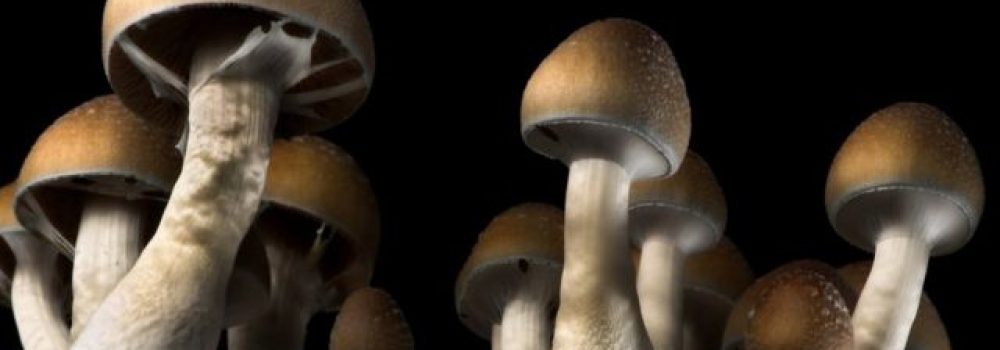 Things to know before you take mushrooms