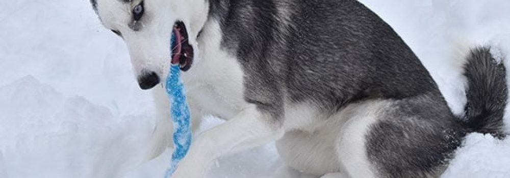 Husky Locks: The Best Place to Find Drop-Totally free Puppy Coats