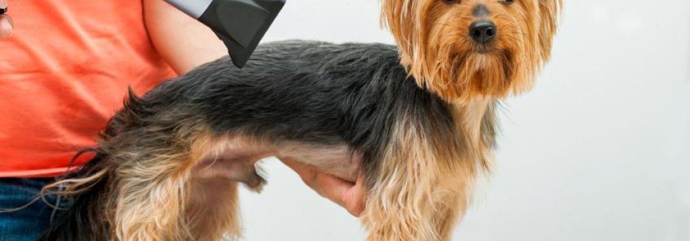 Canine Blow Dryer – Some 2 Aspects To Learn About It!